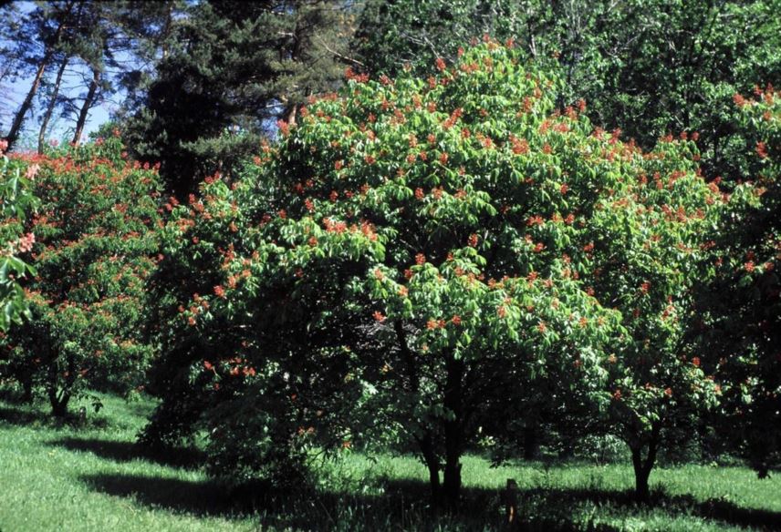 Aesculus Pavia - Red Buckeye | The Dawes Arboretum