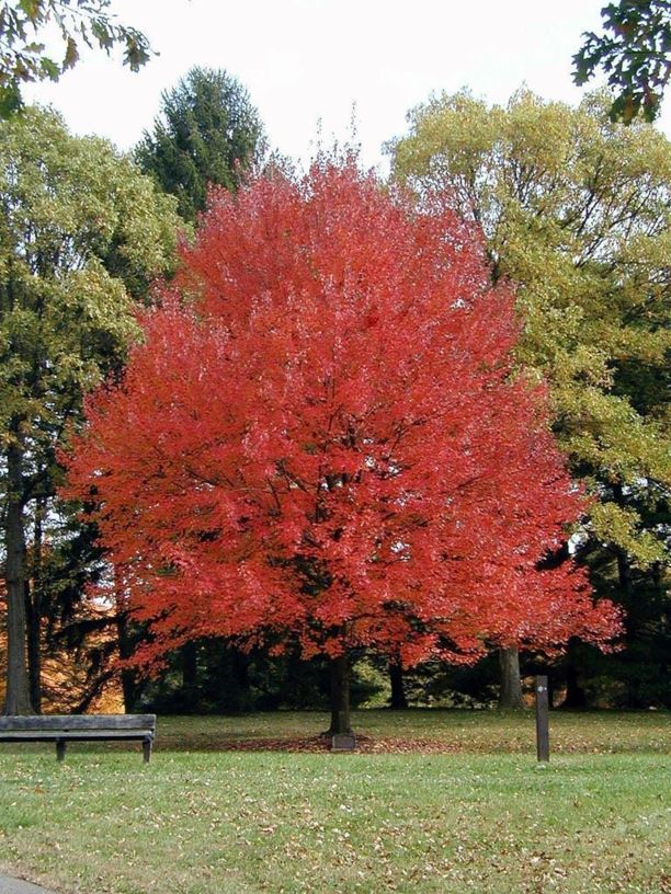 Acer rubrum 'Autumn Flame' - Autumn Flame red maple