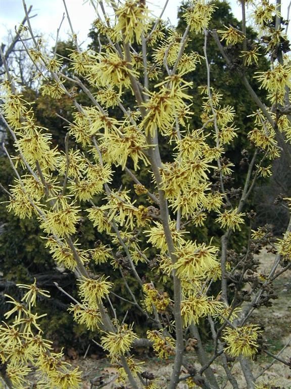 Hamamelis × intermedia 'Westerstede' - Westerstede hybrid witch-hazel