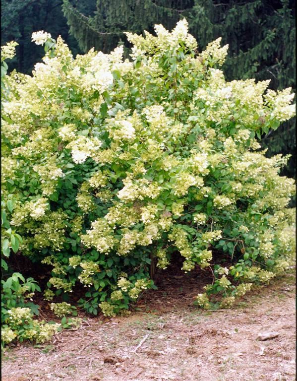 Hydrangea paniculata 'Brussels Lace' - Brussels Lace panicle hydrangea