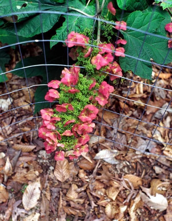 Hydrangea quercifolia 'Alice' - Alice oakleaf hydrangea