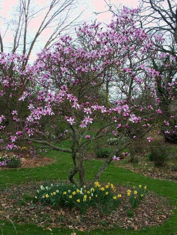 Magnolia 'Betty' - Betty magnolia