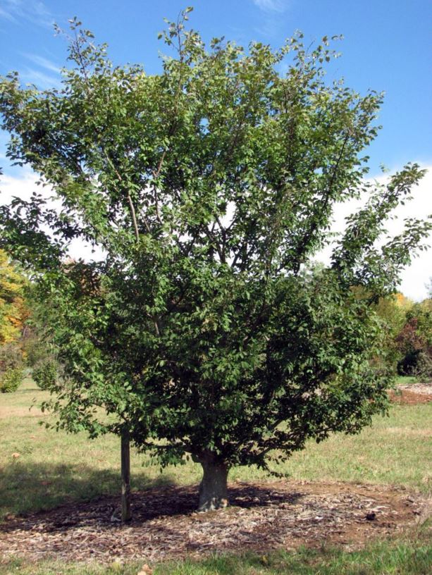 Zelkova carpinifolia - Caucasian zelkova, elm zelkova