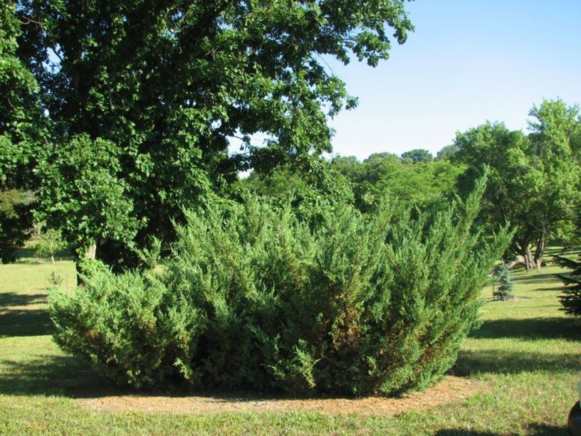Juniperus chinensis 'Maney' - Maney Chinese juniper