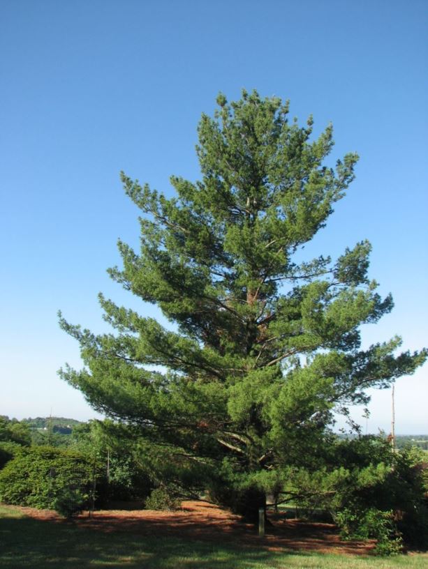 Pinus strobus 'Torulosa' - twisted eastern white pine