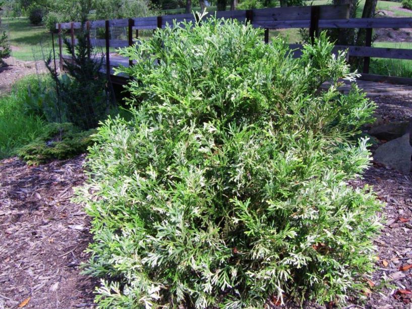 Thujopsis dolabrata 'Variegata' - variegated hiba false arborvitae ...