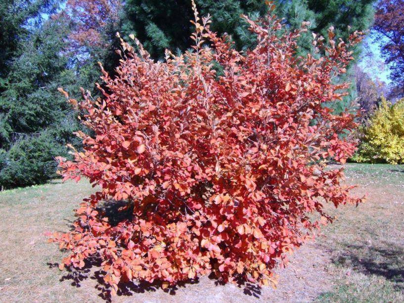 Hamamelis vernalis f. carnea - red-petal vernal witch-hazel | The Dawes ...