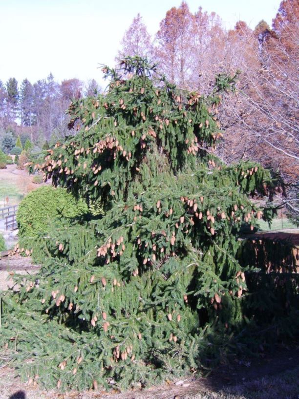 Picea abies 'Acrocona' - Acrocona Norway spruce