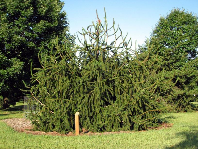 Picea abies f. virgata - snake-branch Norway spruce