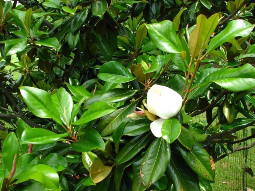 Magnolia grandiflora 'Edith Bogue' - Edith Bogue southern magnolia