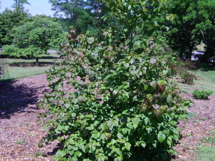Viburnum molle Kentucky viburnum, softleaf arrowwood viburnum The
