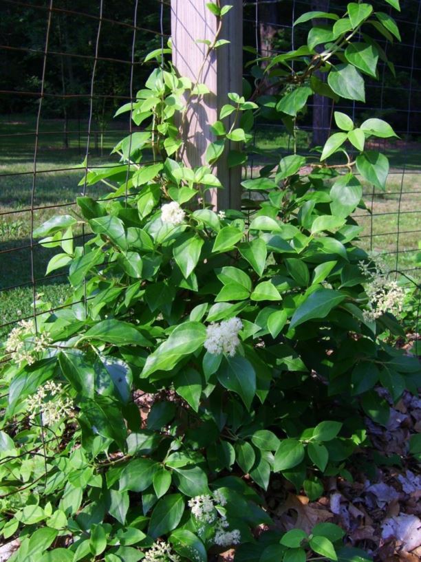 Decumaria barbara - wood-vamp, climbing-hydrangea