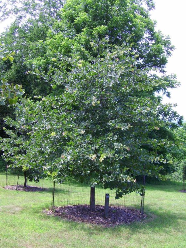 Quercus marilandica blackjack oak The Dawes Arboretum