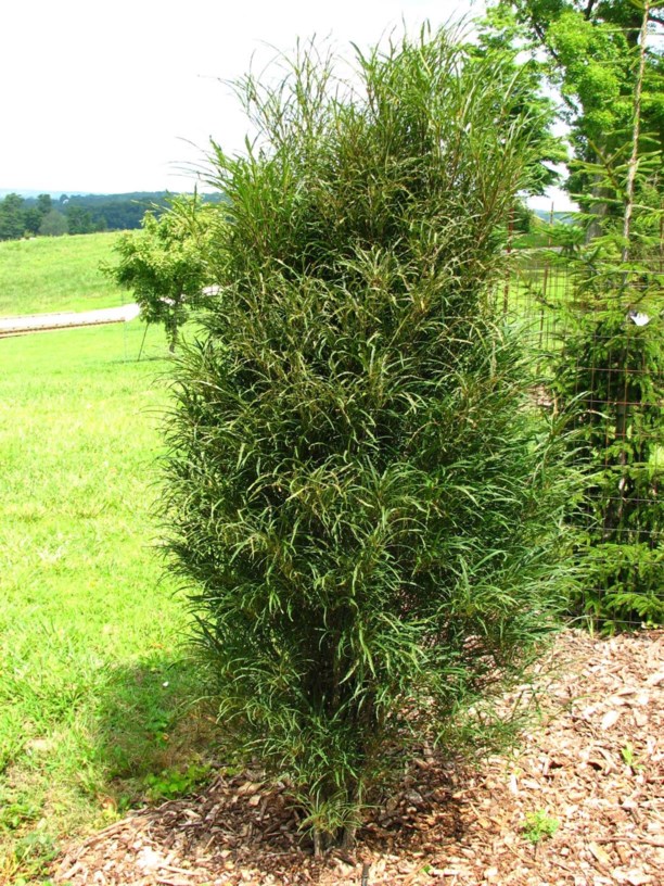 Frangula alnus 'Ron Williams' Fine Line® - Fine Line Frangula alnus 'Ron Williams' Fine Line® - Fine Line
