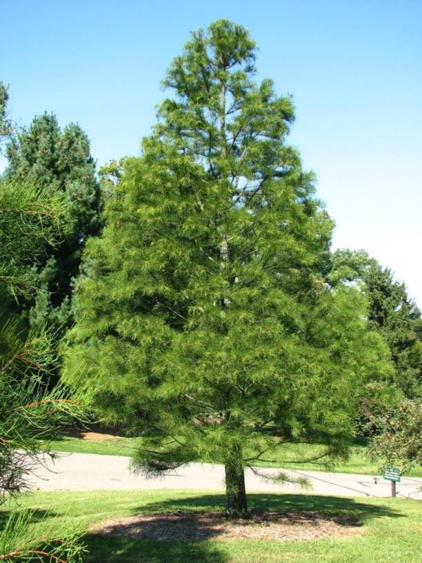 Taxodium ascendens - pond-cypress