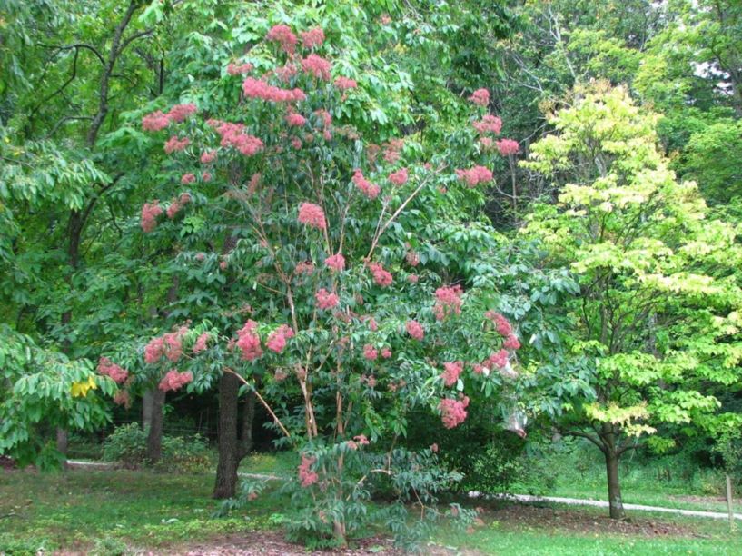 Heptacodium miconioides - heptacodium, seven-son-flower