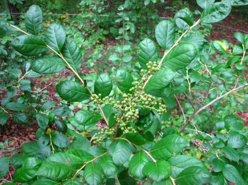Lyonia ligustrina - male-berry, he-huckleberry