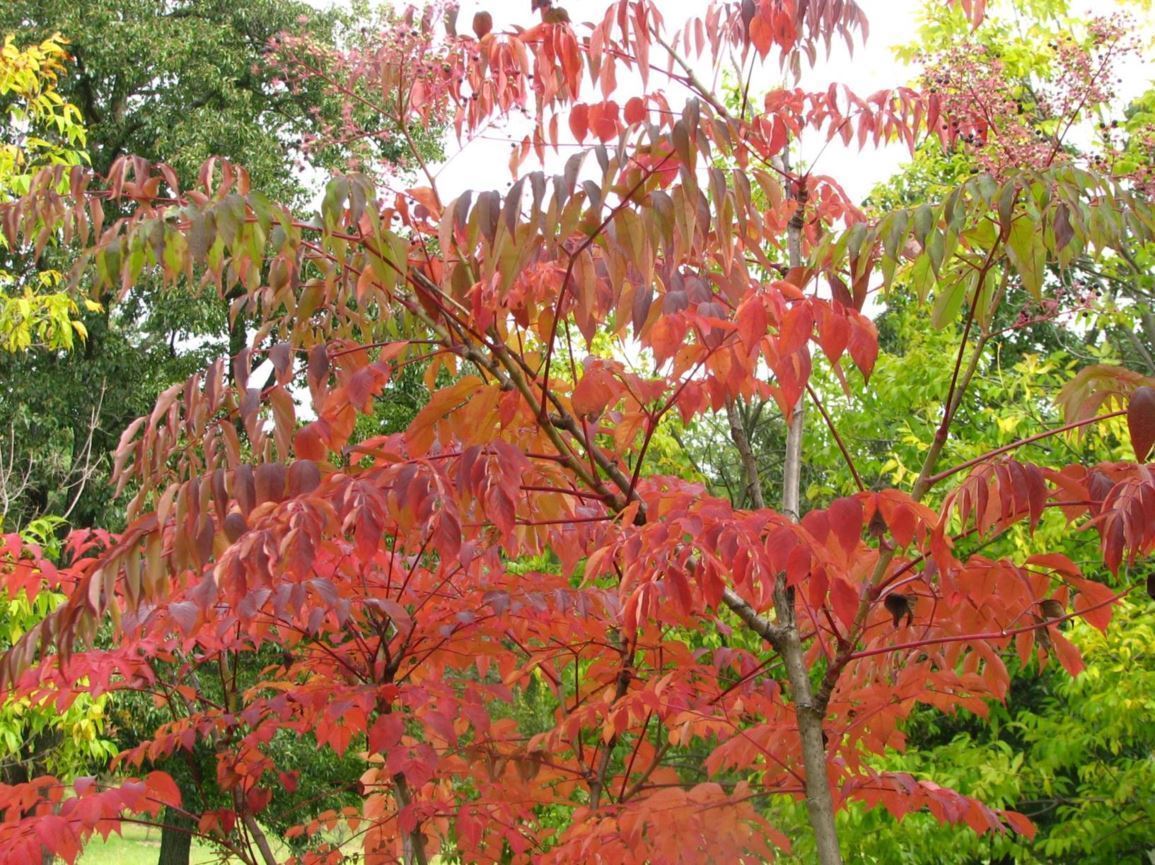 Aralia spinosa devil'swalkingstick, The Dawes