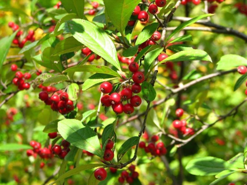 Aronia arbutifolia 'J. N. Strain' - J. N. Strain red chokeberry | The ...