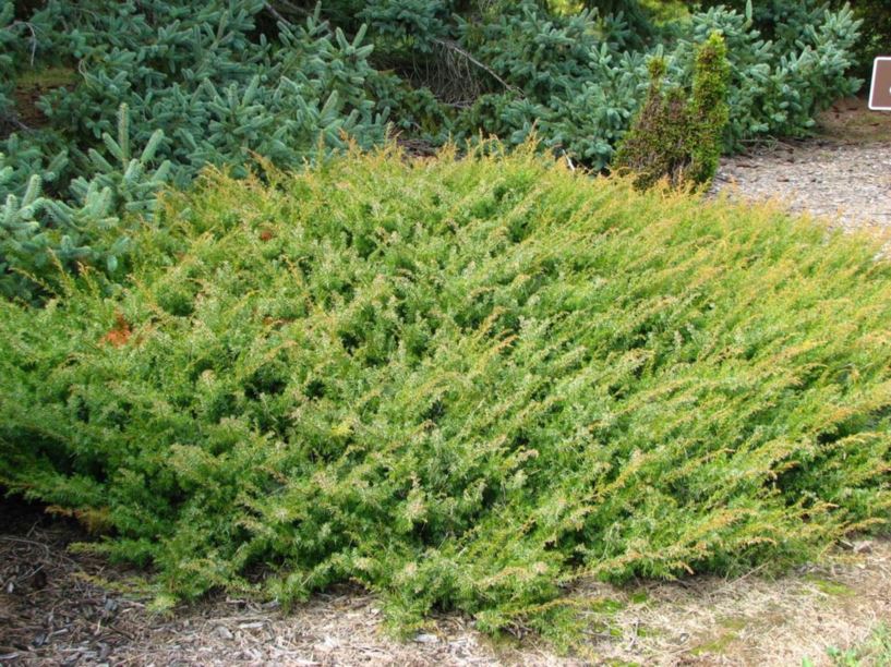 Juniperus communis var. depressa 'ReeDak' Copper Delight™ - Copper Delight™ prostrate common juniper