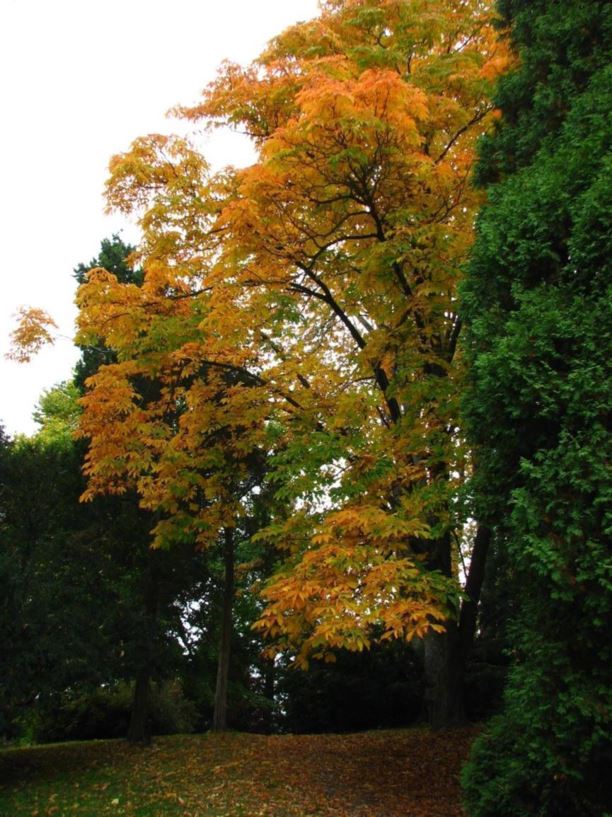 Aesculus turbinata - Japanese horse-chestnut