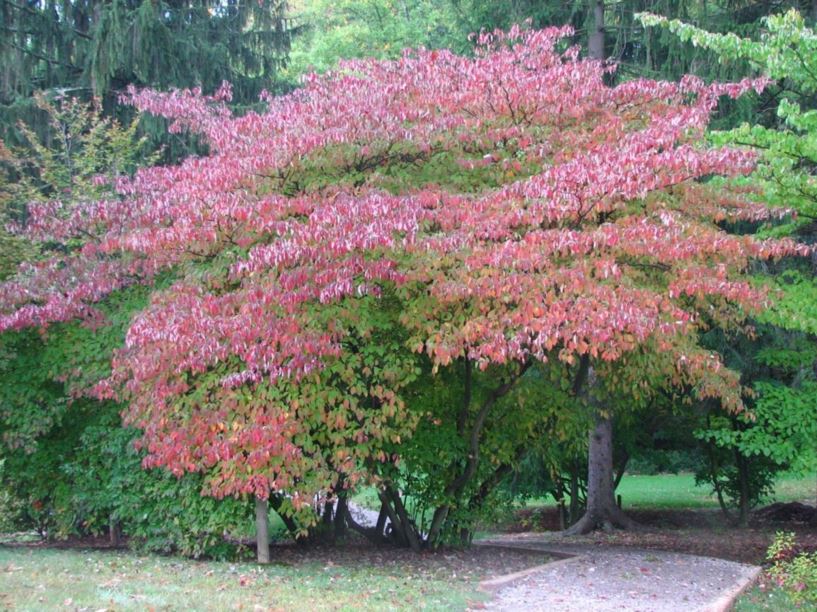 Cornus alternifolia - pagoda dogwood, alternate-leaf dogwood