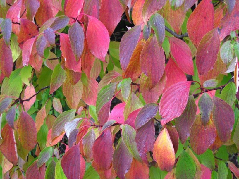 Cornus alternifolia - pagoda dogwood, alternate-leaf dogwood | The ...