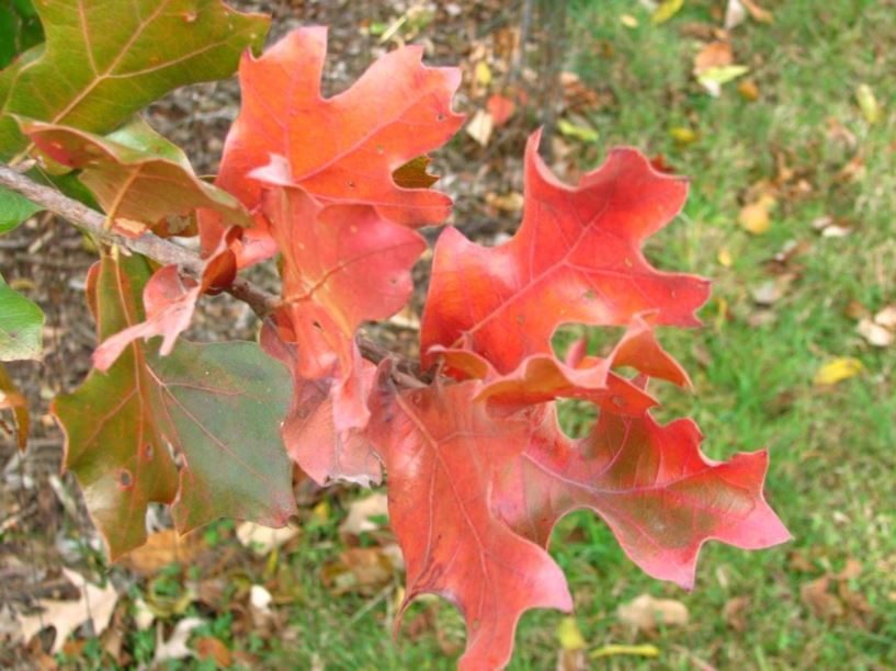 Quercus Marilandica - Blackjack Oak | The Dawes Arboretum