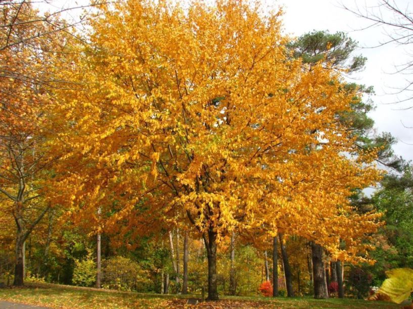 Betula Alleghaniensis - Yellow Birch | The Dawes Arboretum