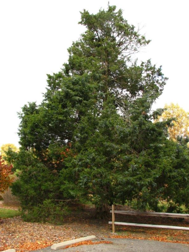 Juniperus virginiana - eastern redcedar