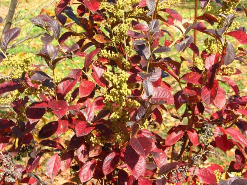 Lyonia ligustrina - male-berry, he-huckleberry | The Dawes Arboretum