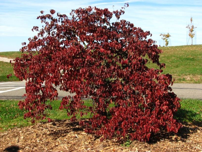 Cornus kousa 'Lustgarten Weeping' - Lustgarten Weeping kousa dogwood ...