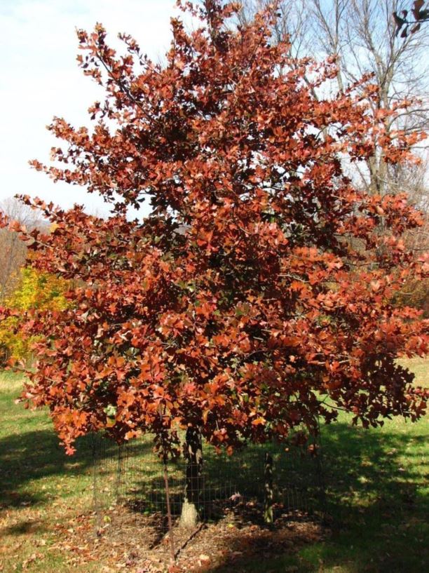 Quercus Marilandica - Blackjack Oak | The Dawes Arboretum