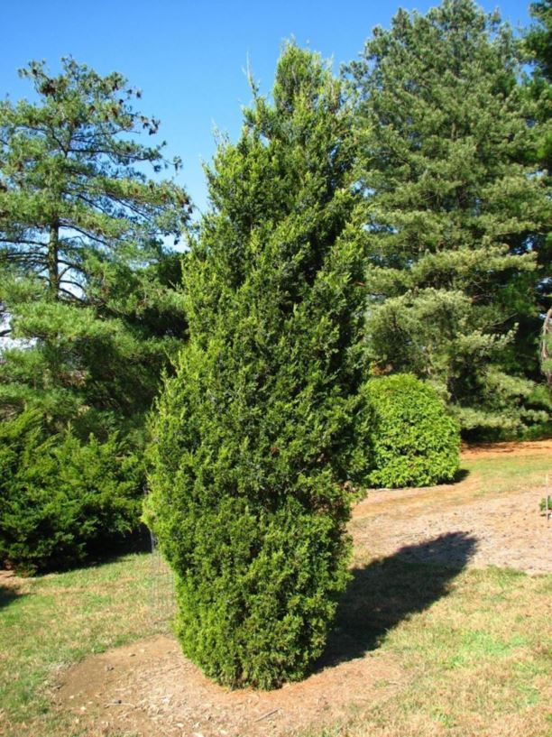 Juniperus virginiana 'Hillspire' - Hillspire eastern redcedar