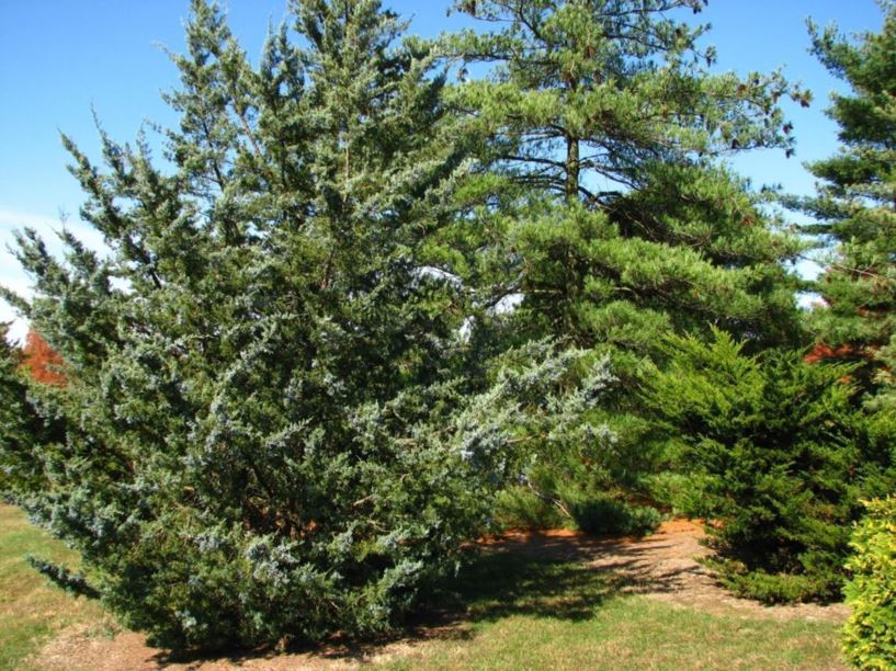 Juniperus virginiana f. glauca - blue eastern redcedar, silver eastern redcedar