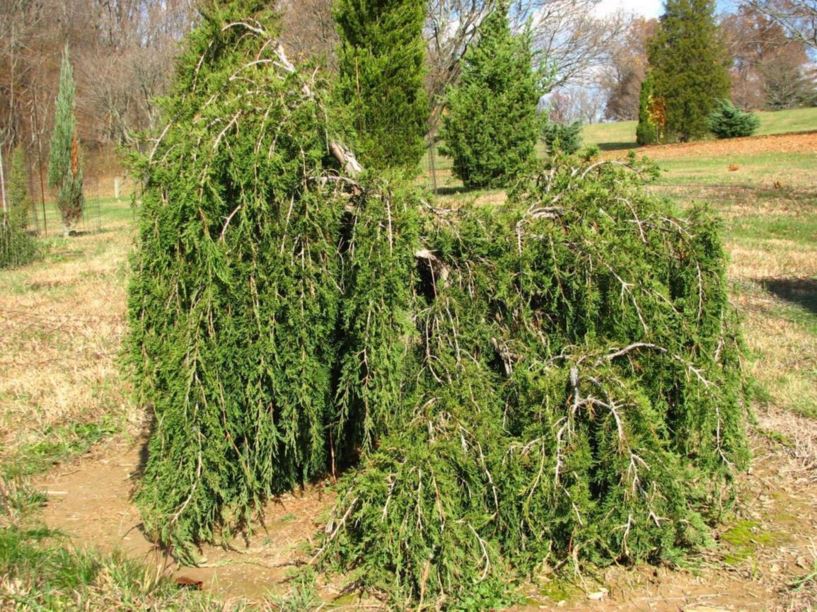 Juniperus virginiana 'Essex Weeping' - Essex Weeping eastern redcedar