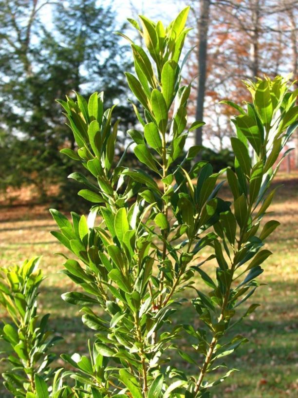 Myrica cerifera - southern bayberry, southern wax-myrtle