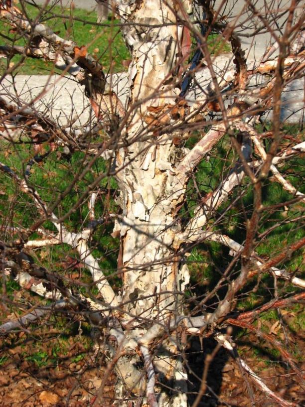 Betula davurica - Dahurian birch, black birch | The Dawes Arboretum