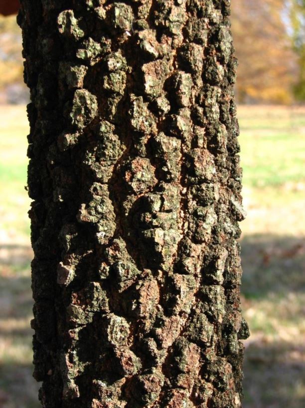Quercus marilandica blackjack oak The Dawes Arboretum