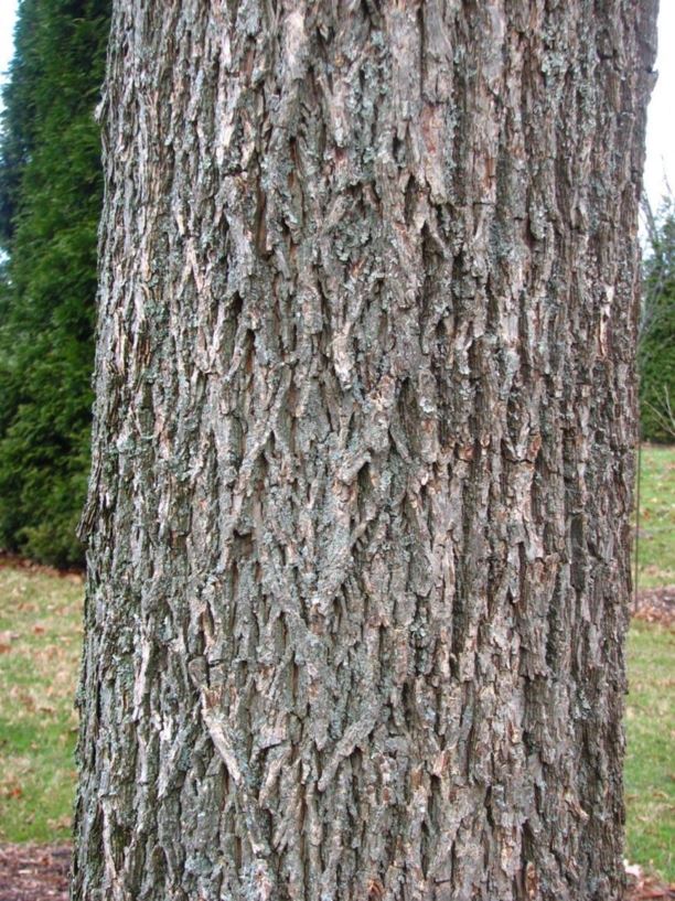 Carya illinoinensis - pecan | The Dawes Arboretum