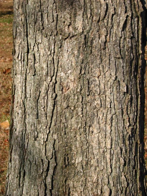 Quercus lyrata - overcup oak | The Dawes Arboretum