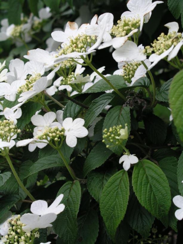Viburnum plicatum f tomentosum summer snowflake summer snowflake