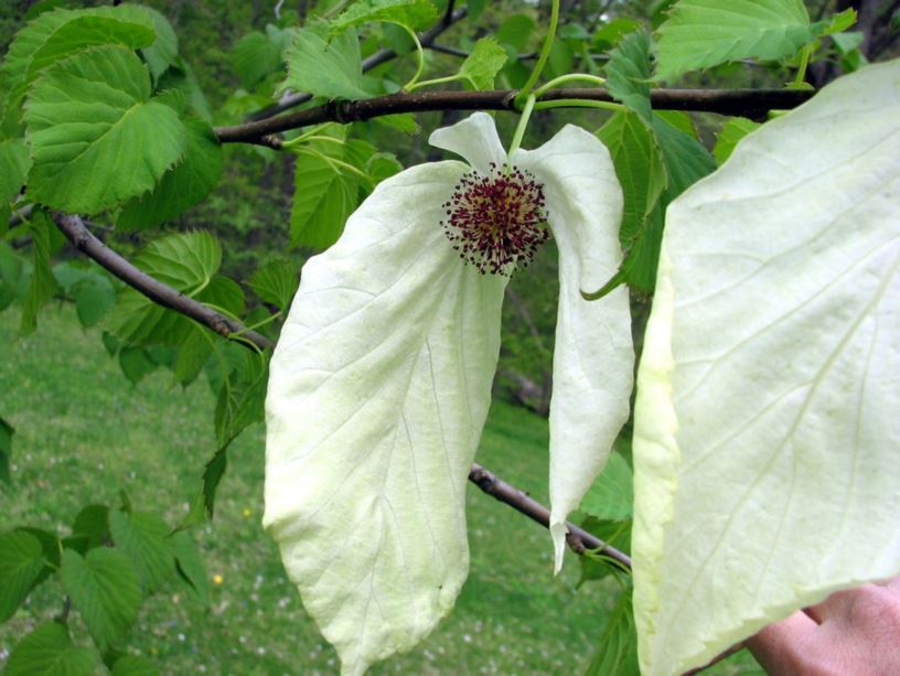 Davidia involucrata var. vilmoriniana - Vilmorin dove-tree