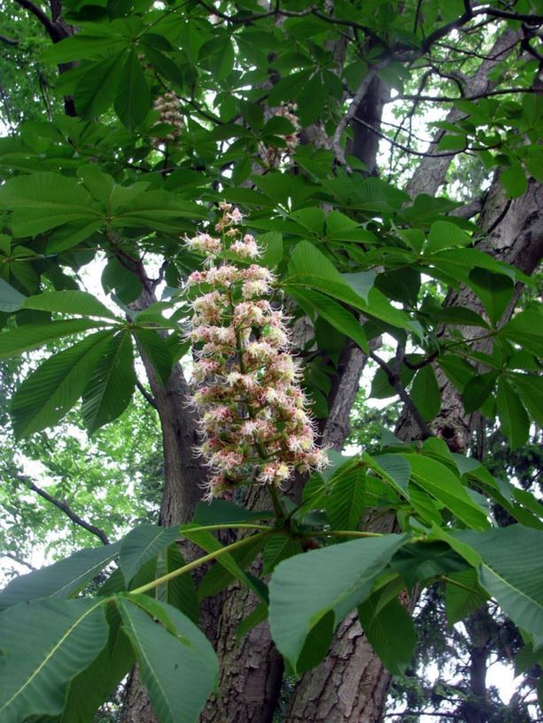 Aesculus turbinata - Japanese horse-chestnut