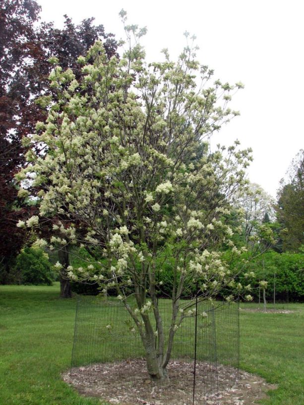 Fraxinus ornus - flowering ash, manna ash