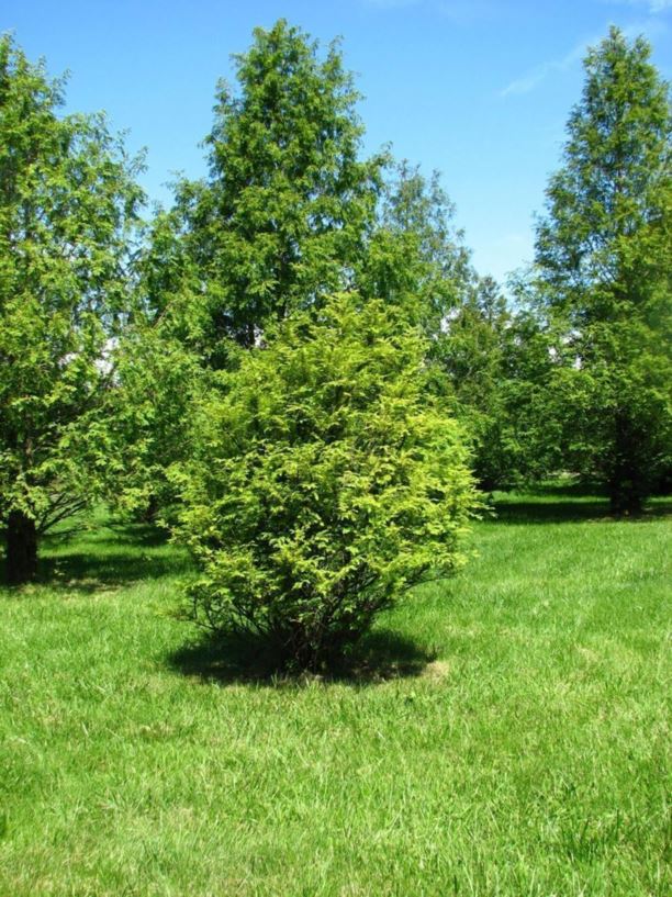 Metasequoia glyptostroboides - dawn redwood