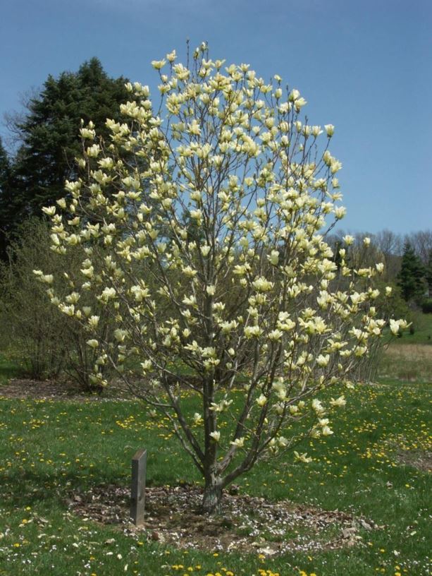 Magnolia 'Elizabeth' - Elizabeth magnolia