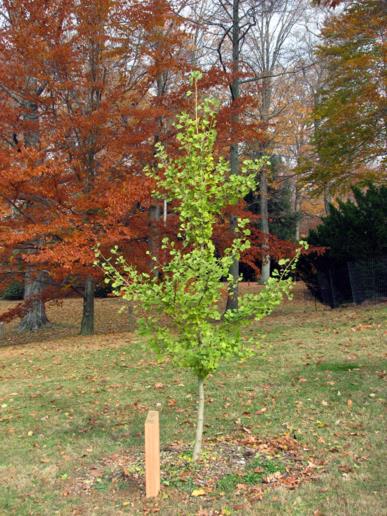 Ginkgo biloba f. fastigiata - sentry ginkgo, fastigiate ginkgo | The ...