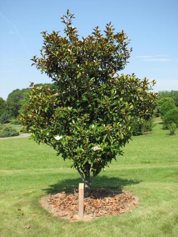 Magnolia grandiflora 'Bracken's Brown Beauty' - Bracken's Brown Beauty southern magnolia