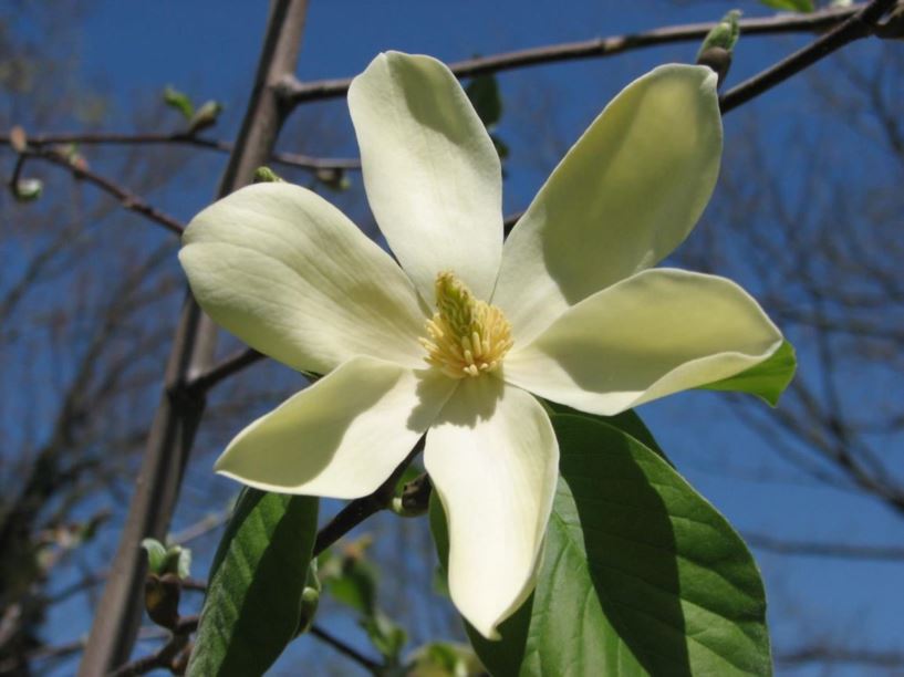 Magnolia 'Maxine Merrill' - Maxine Merrill magnolia